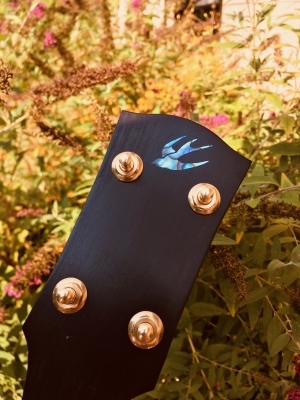 Swallow (Paua abalone)